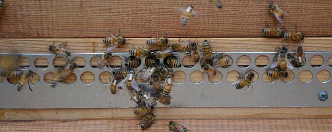 广东蜜蜂的分蜂期-广东的蜜蜂秋天什么时候结束？