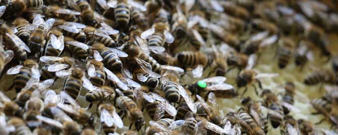 蜜蜂繁殖季节是什么时候-福建蜜蜂是什么时候开始在秋季繁殖的？