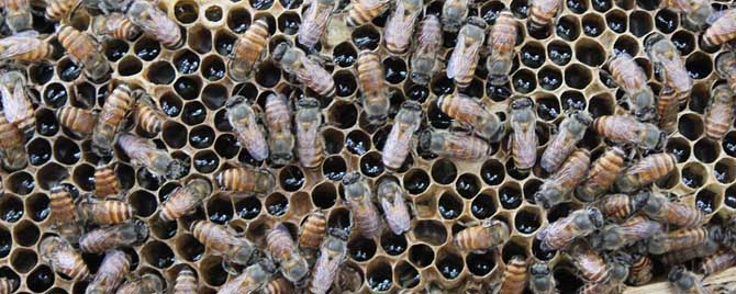 海南政策-海南的蜜蜂秋天什么时候结束？