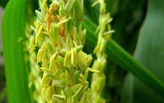 玉米什么时候开花？