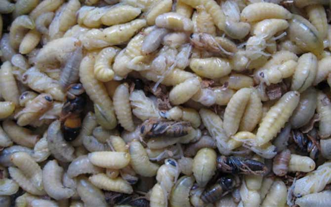 一次吃几只蛹最好？没有具体数字，但绝对不能吃太多！