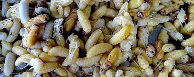 蜂蛹的吃法-蜂蛹怎么做才好吃？