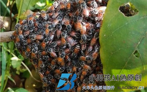 黑蜂是什么蜜蜂？