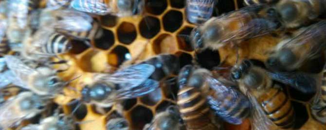 中蜂与意蜂哪种蜂蜜好-如何区分中国蜜蜂和意大利蜜蜂？