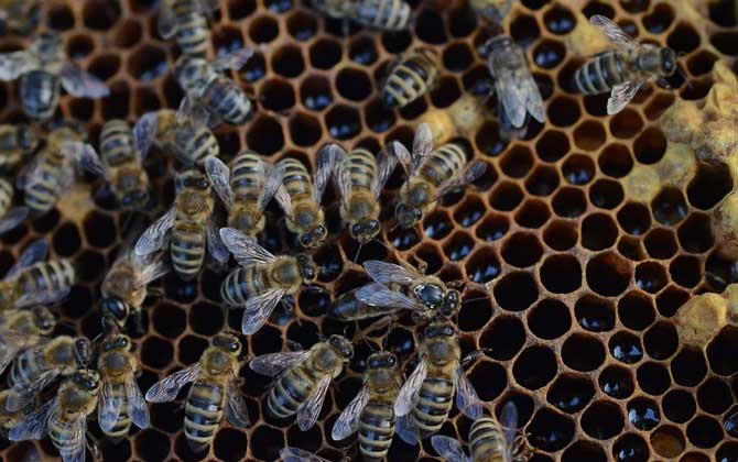 意大利蜜蜂养殖技术要点及注意事项