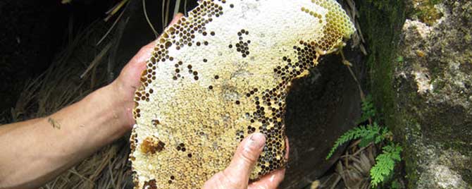 正宗的土蜂蜜是什么颜色的-正宗的土蜂蜜有哪些鉴别方法？