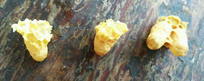 招蜂水能招来蜂王吗-蜜蜂发烧怎么有效解决？