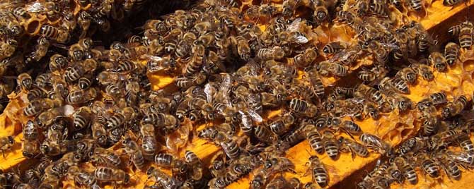 合并蜂群怎样防回蜂-如何在不围王的情况下合并蜜蜂？
