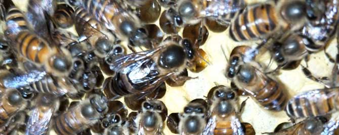 冬天蜜蜂在哪里冬眠-如何融合中国蜜蜂弱势群体过冬？