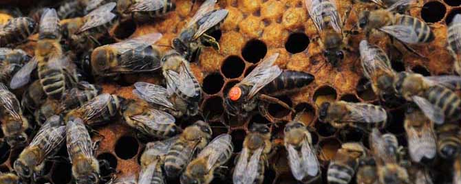 蜂群中为什么会突然失王-为什么蜂群突然失去了王者？