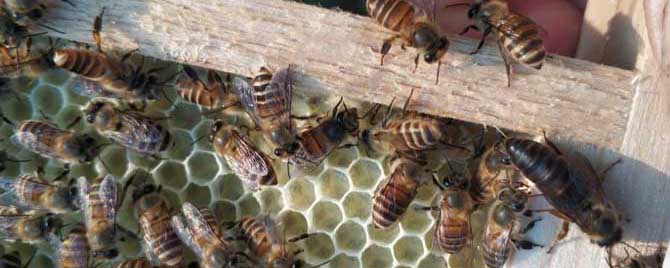 没蜂王的蜂群怎么办-蜂群长期没有王会怎么样？
