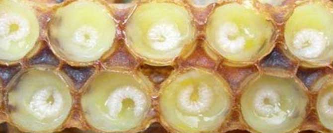 不移虫怎样育蜂王-人工繁殖中采摘昆虫有哪些技巧？