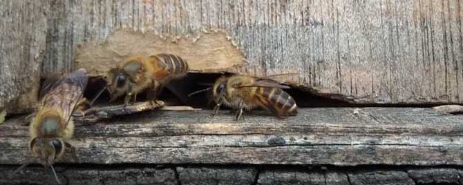 诱蜜蜂最快方法-什么精华最吸引蜜蜂？