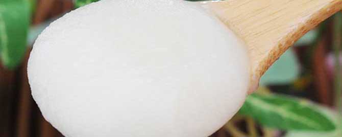 哪些人不适合喝苕子蜜-雪莲蜜和益母草蜜哪个好？
