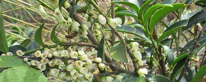 野桂花开花是什么时候-枥木(野生桂花)的蜜流情况如何？