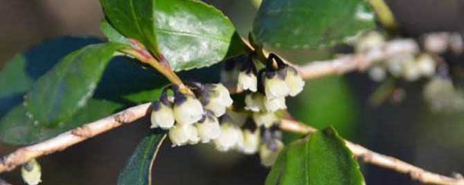 常年开花的蜜源植物-野生桂花蜂蜜的蜜源是什么植物？