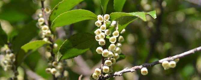 柃木开花及流蜜情况-枥木蜜(野生桂花蜜)产量高吗？