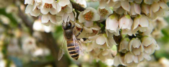 野桂花开花是什么时候-枥木(野生桂花)的蜜流规律是怎样的？