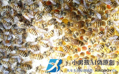 蜜蜂晚上介绍国王容易吗？
