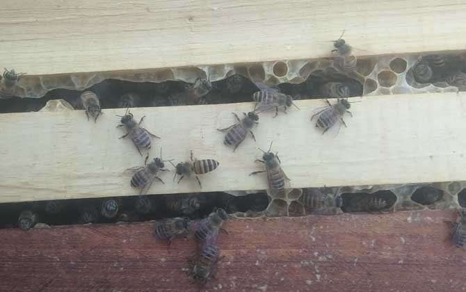 蜜蜂如何在春天快速繁殖？
