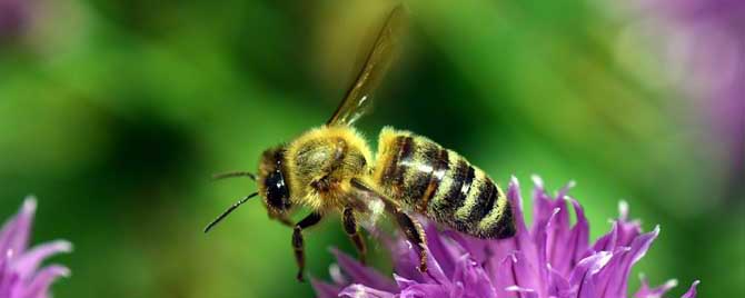 被蜜蜂蛰了又肿又痛又痒怎么为-蜜蜂蛰了2天又肿又痒怎么办？