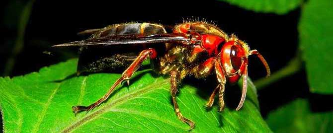 马蜂为什么能蜇死人-蜜蜂蛰人后蜜蜂会死吗？