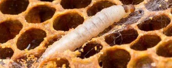 什么蜂箱养中蜂最好-窝虫最怕什么？