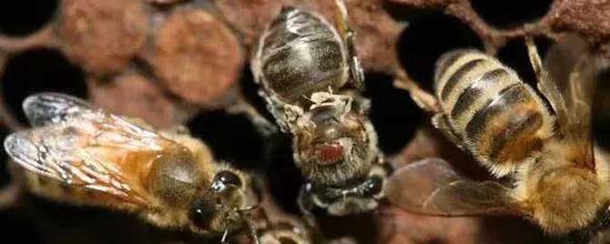 治蜂毒特效药-治疗蜂螨最好的药是什么？