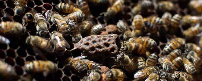 蜜蜂治螨用什么药好-意大利蜜蜂治疗螨虫最有效的方法有哪些？