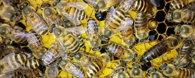 蜜蜂病虫-中国蜜蜂常见的病虫害有哪些？