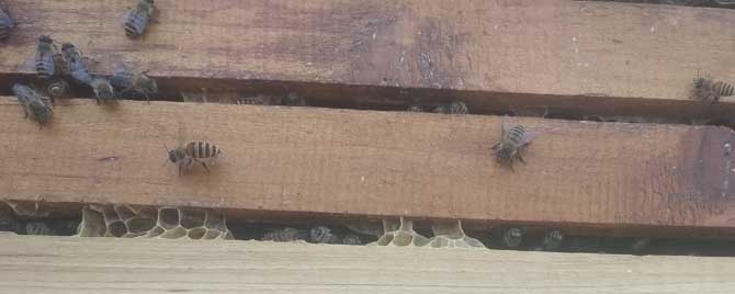 中蜂土养病-中国蜜蜂一般会得什么病？