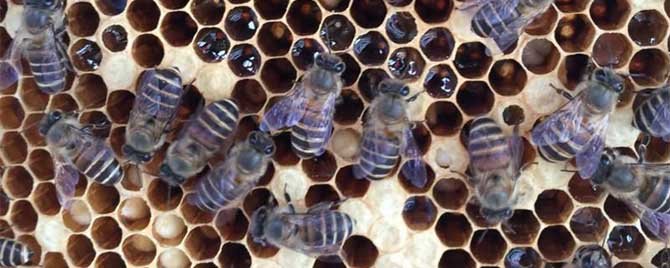 蜜蜂中囊病是怎么引起的-中国蜜蜂孢囊幼虫病有哪些特效药？