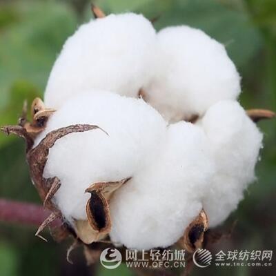 新疆棉花产地在哪里 新疆棉花价格多少钱一斤
